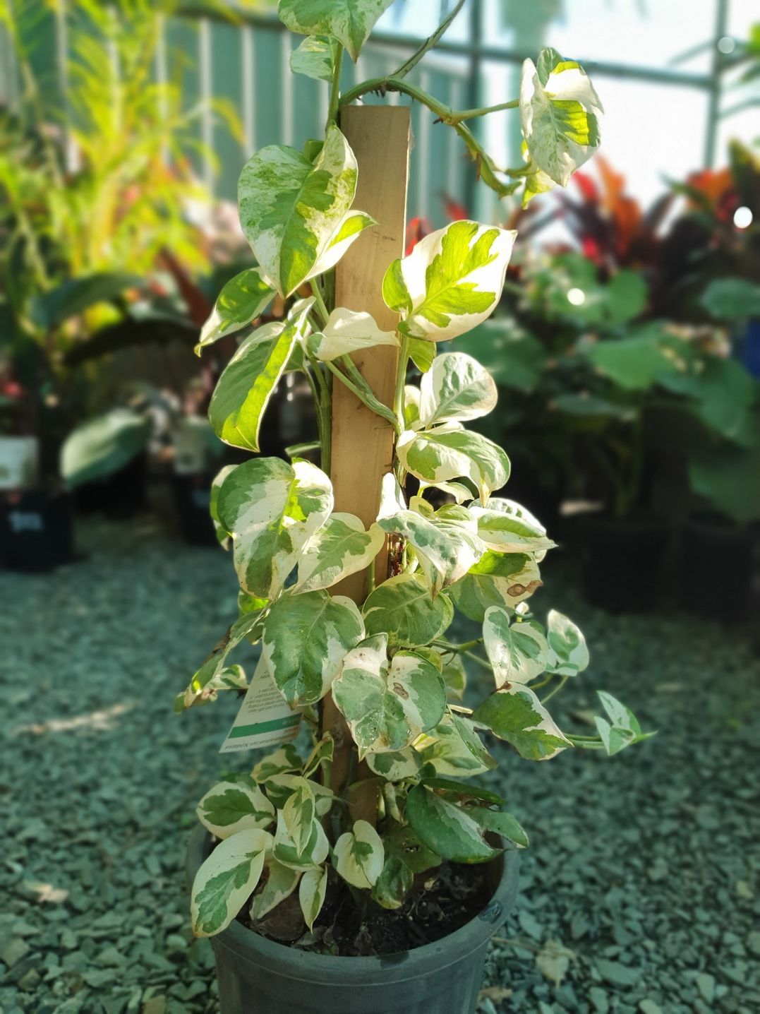 Devils Ivy — Nursery in Port Macquarie, NSW