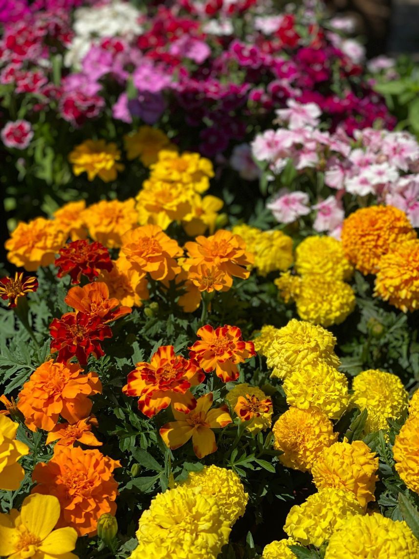 Multi Coloured Flowers — Nursery in Port Macquarie, NSW
