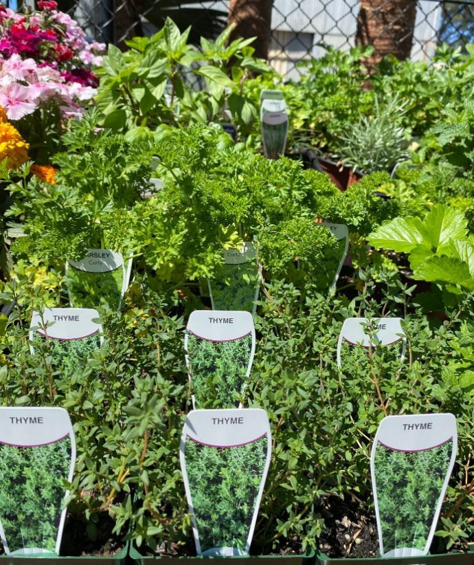 Pots Of Thyme — Nursery in Port Macquarie, NSW