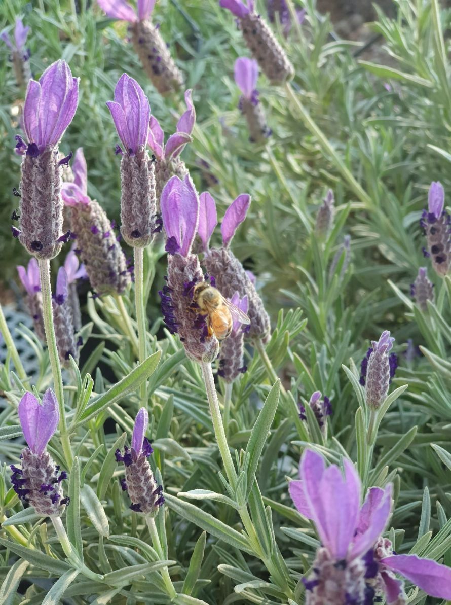 Bee On A Lavender Plant — Landscape Supplies in Port Macquarie, NSW