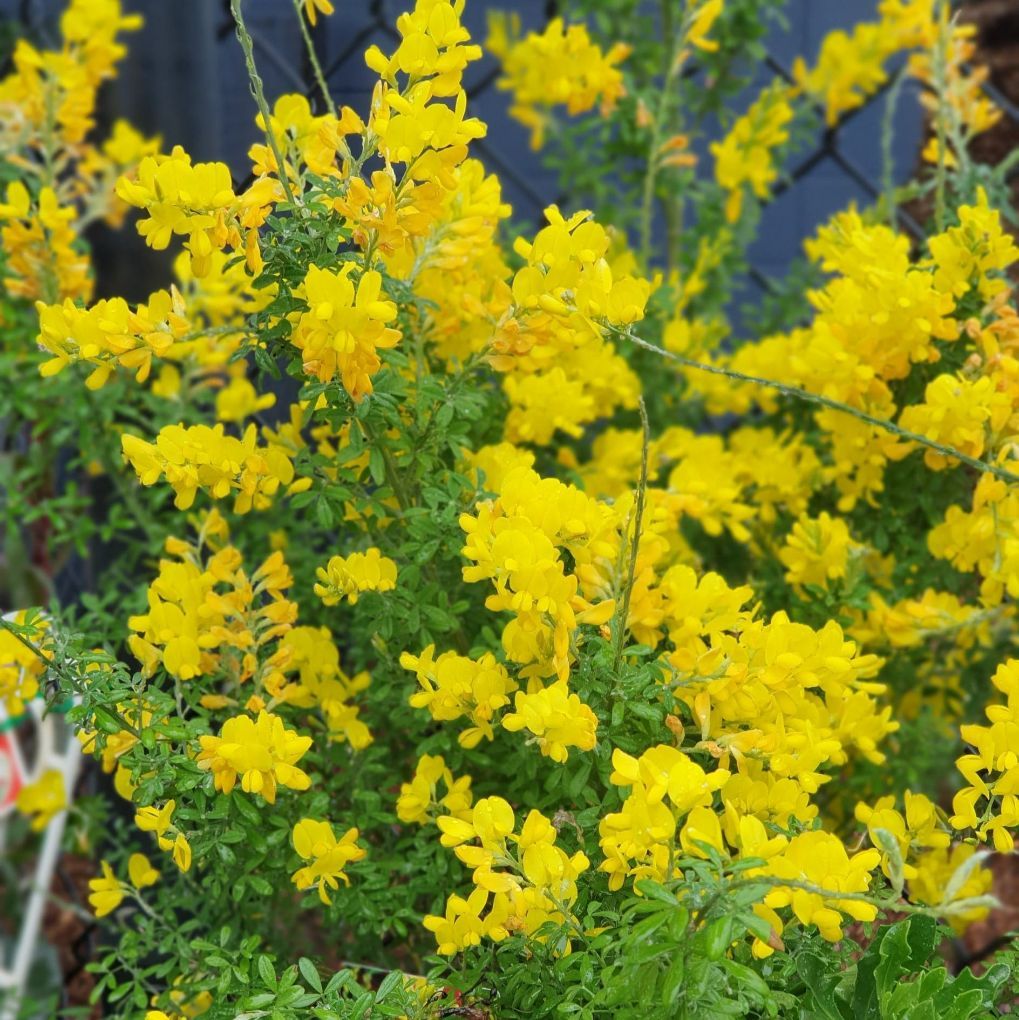 Cytisus Plant — Landscape Supplies in Port Macquarie, NSW