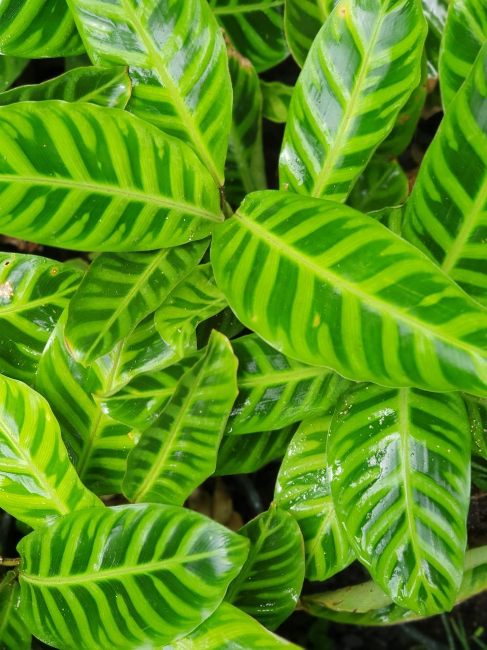 Calathea Zebrina — Landscape Supplies in Port Macquarie, NSW