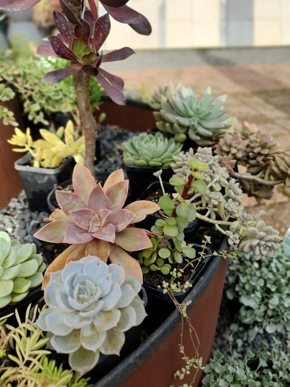 Succulents — Nursery in Port Macquarie, NSW