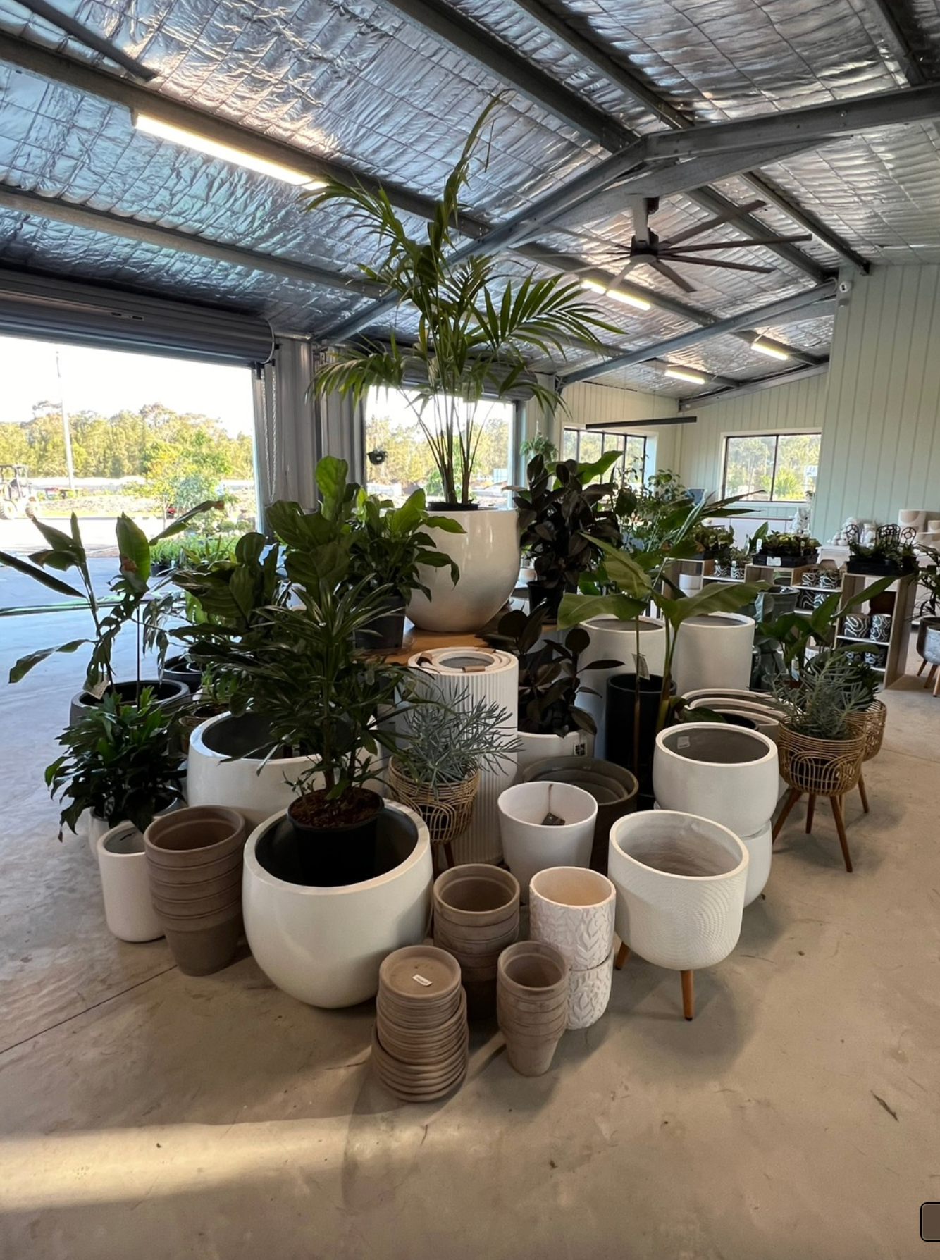 Crepe Myrtle Miami — Nursery in Port Macquarie, NSW
