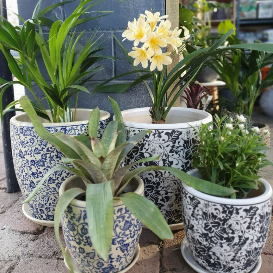 Pots With Blue And Black Design — Nursery in Port Macquarie, NSW