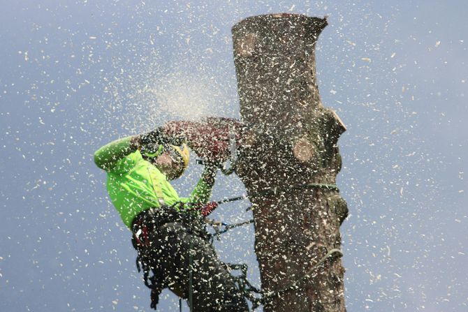 Tree service worker cutting down a large tree with a chainsaw