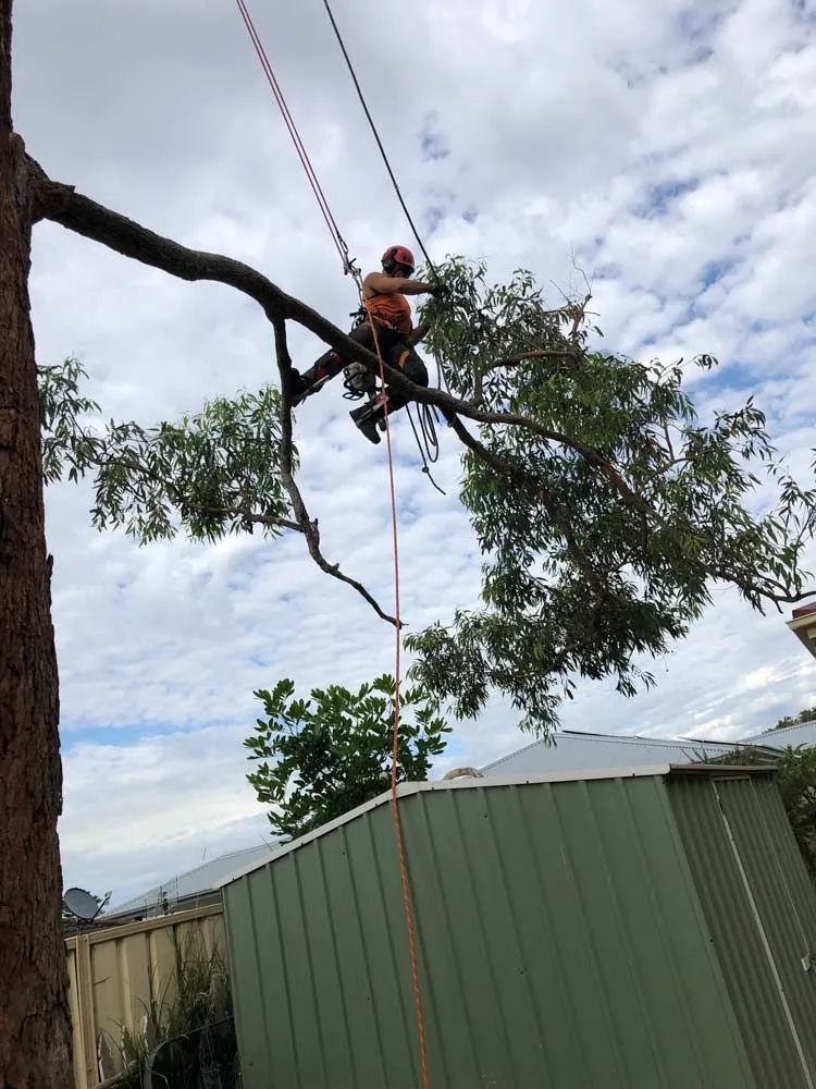 A man is cutting a tree branch with a chainsaw — Central Coast Tree Removal In Wyongah, NSW