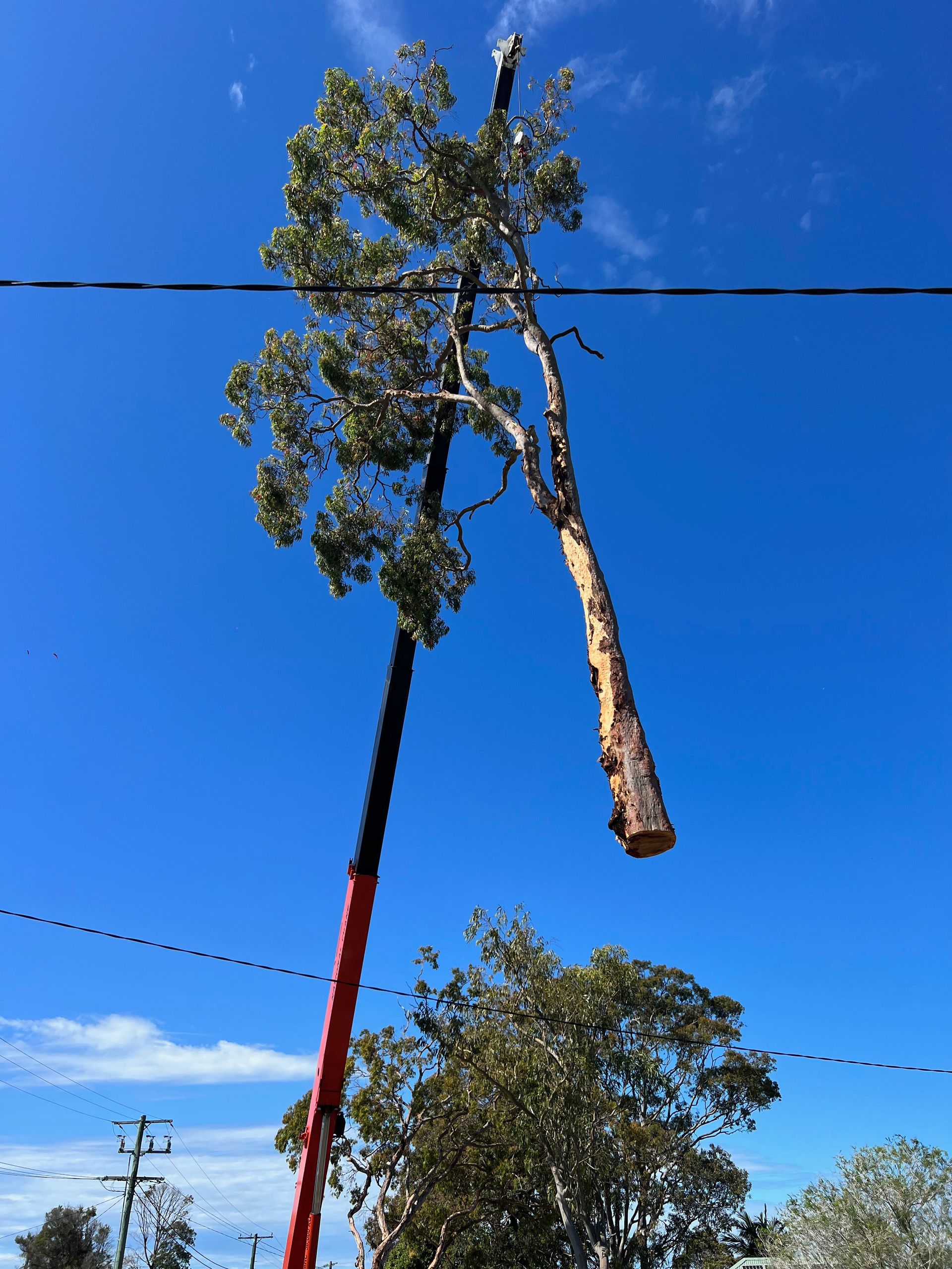 A Tree Chipper Is Cutting Down Trees in A Forest — Central Coast Tree Removal In Wyongah, NSW