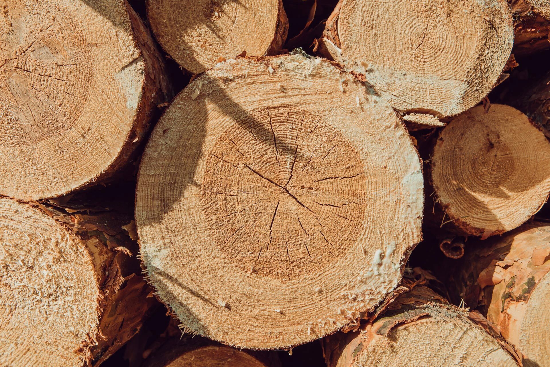 A Pile of logs and timber — Central Coast Tree Removal In Wyongah, NSW