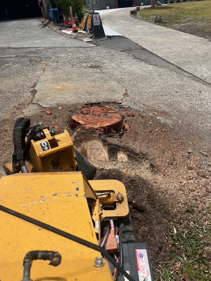 A Man Is Cutting a Tree with A Chainsaw — Central Coast Tree Removal In Wyongah, NSW