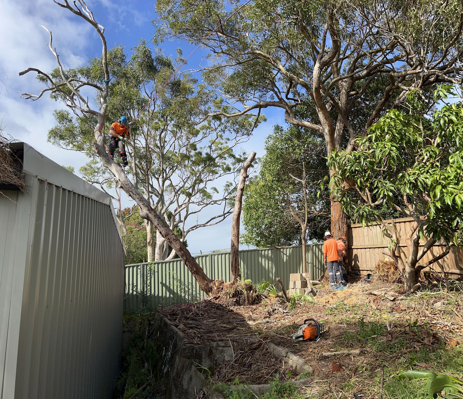 A Man Is Cutting a Tree with A Chainsaw from A Crane — Central Coast Tree Removal In Lake Haven, NSW