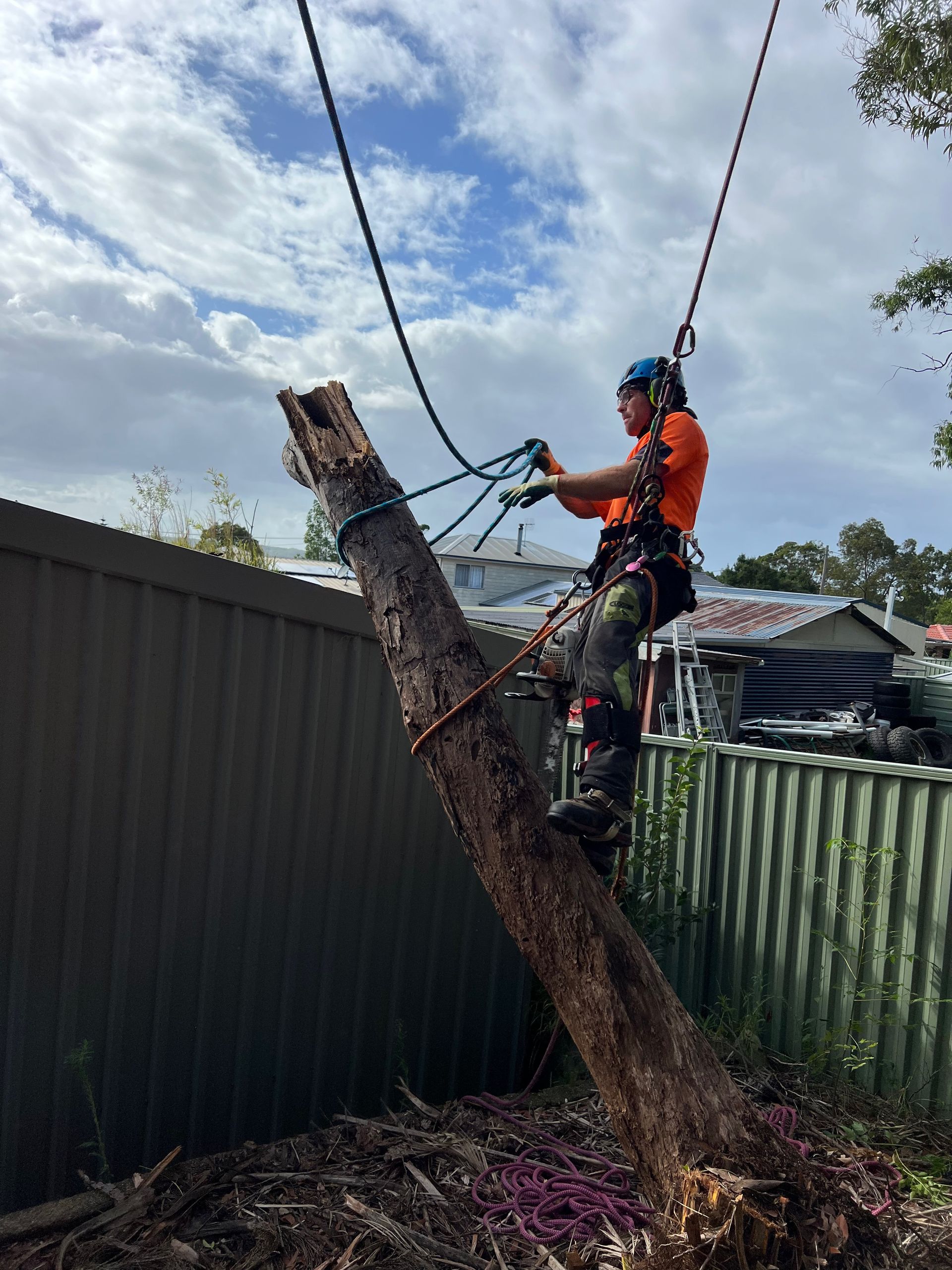 A man is cutting a tree  — Central Coast Tree Removal In Wyongah, NSW