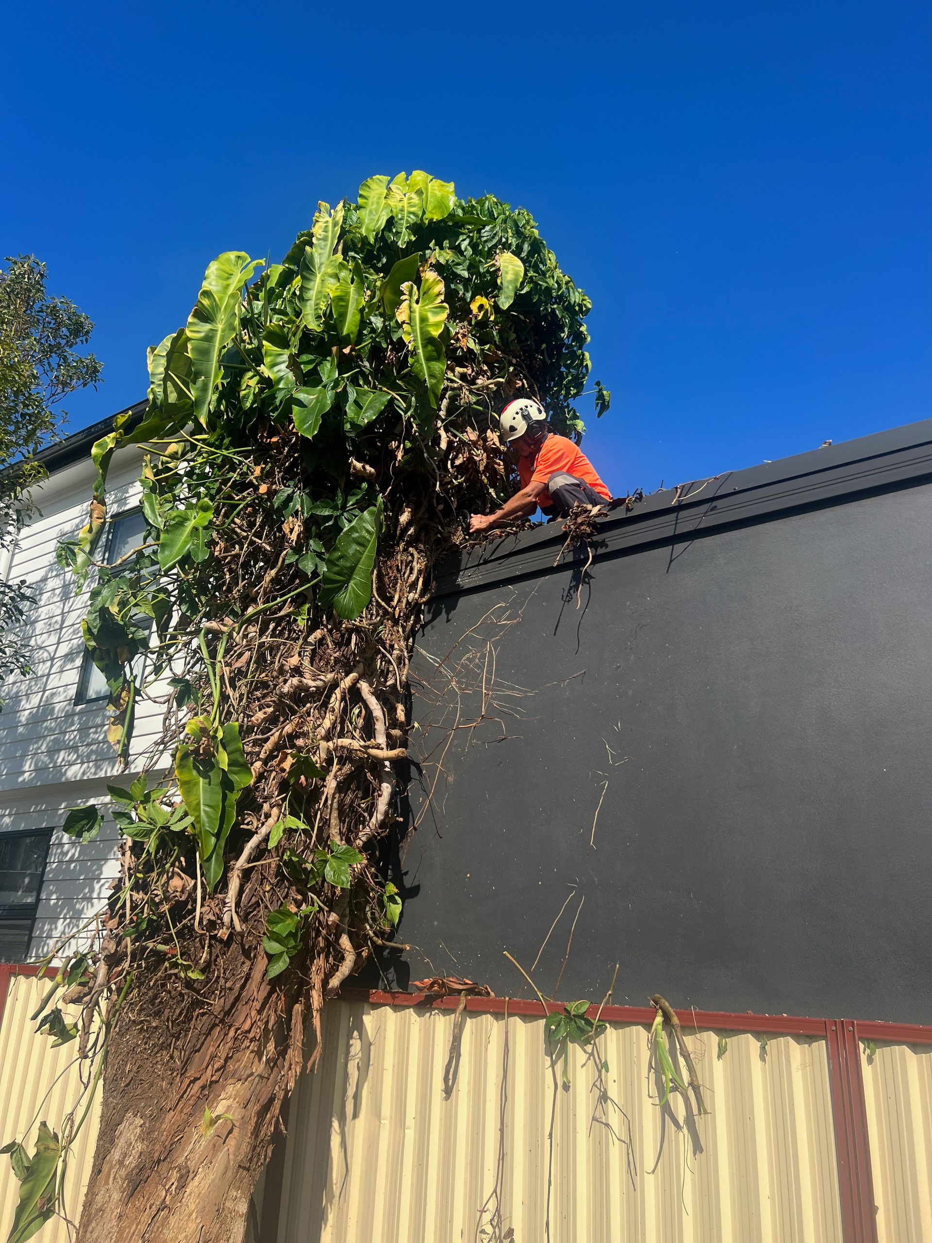 A man on top of a roof removing a tree — Central Coast Tree Removal In Wyongah, NSW