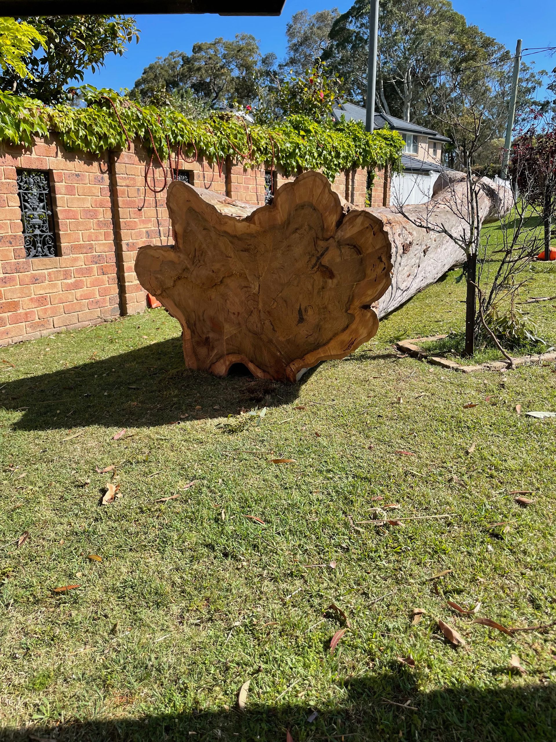 A Person Is Cutting a Tree with A Chainsaw — Central Coast Tree Removal In Wyongah, NSW