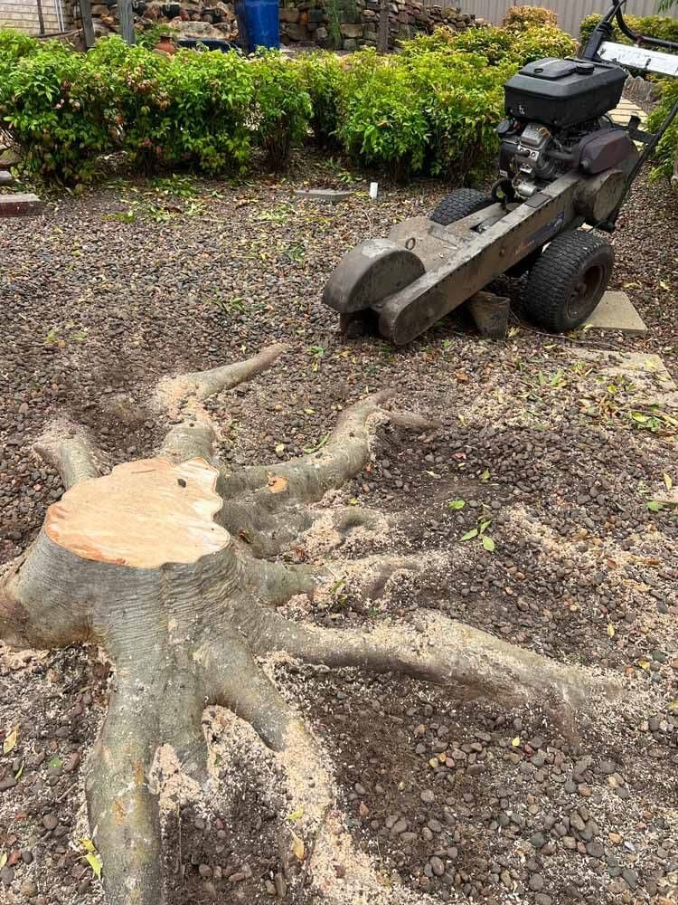 A tree stump is being removed by a stump grinder — Central Coast Tree Removal In Wyongah, NSW