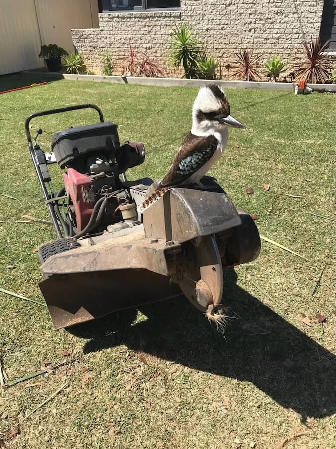 A bird is sitting on top of a lawn mower — Central Coast Tree Removal In Wyong, NSW
