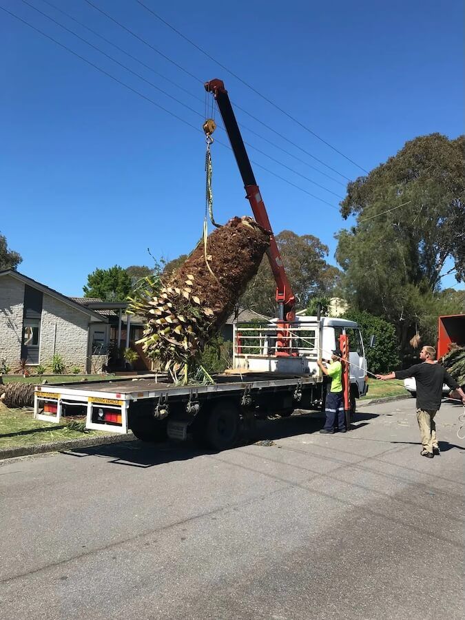 A crane is lifting a tree from the back of a truck — Central Coast Tree Removal In Wyong, NSW