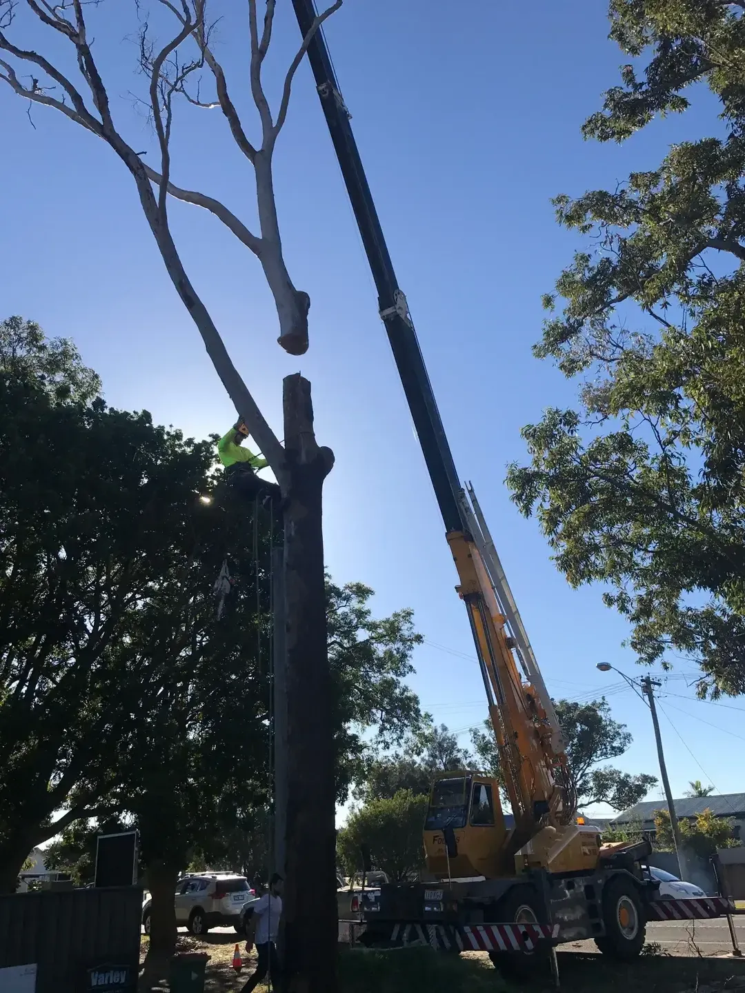 A large crane is lifting a tree in a park — Central Coast Tree Removal In Lake Macquarie, NSW