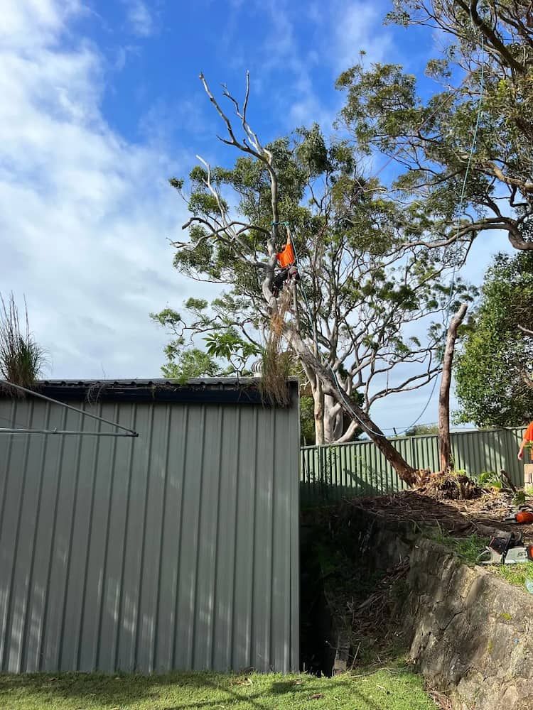 A Man is Climbing a Tree Next to a Building — Central Coast Tree Removal In Wyongah, NSW