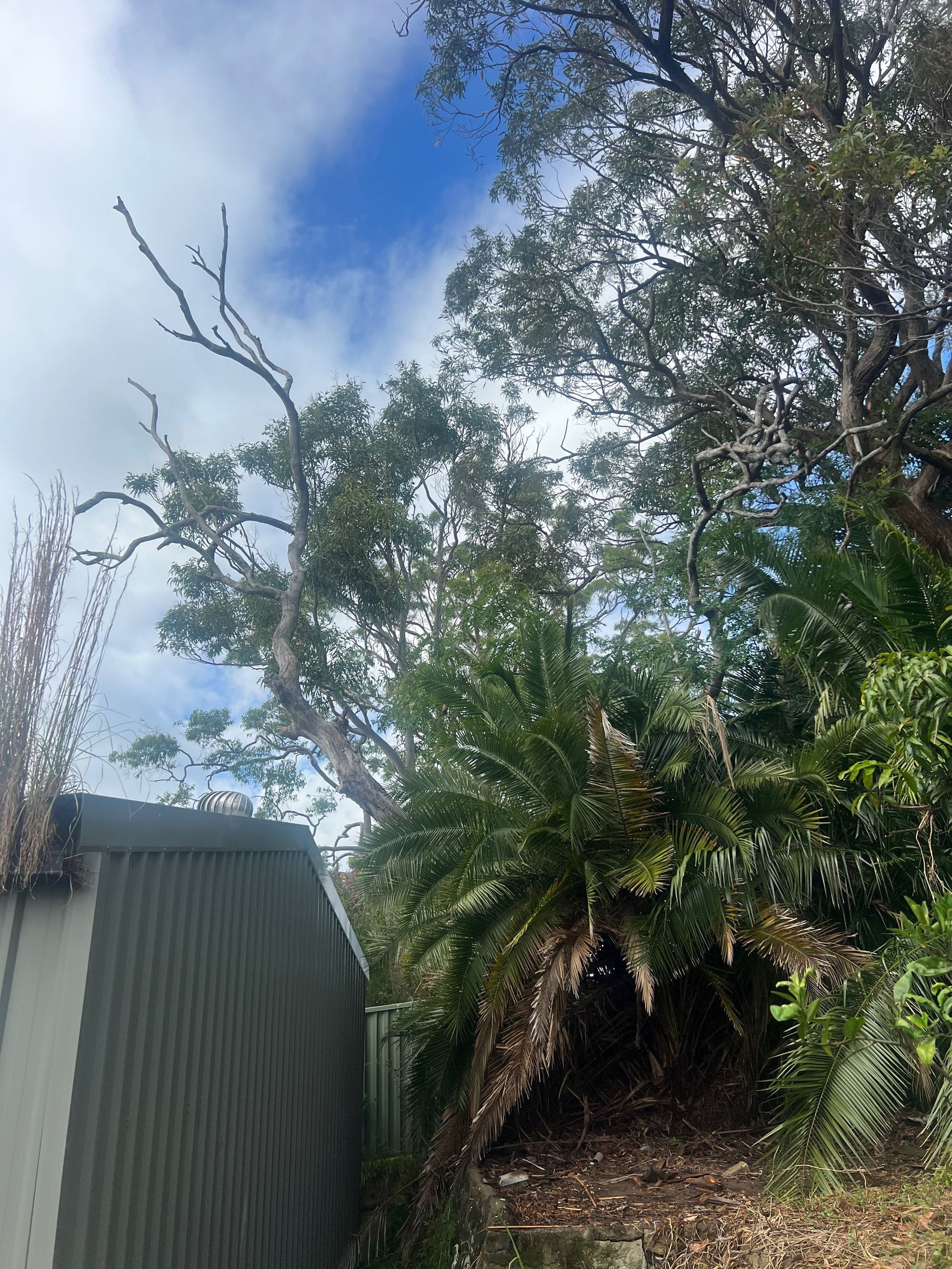 A Corrugated Metal Shed Sits Next to Lush Greenery — Central Coast Tree Removal In Wyongah, NSW