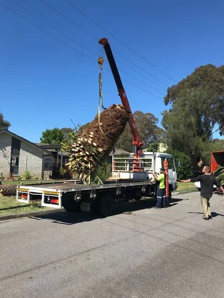 A Crane Is Lifting a Large Tree from The Back of A Tow Truck — Central Coast Tree Removal In Wyongah, NSW