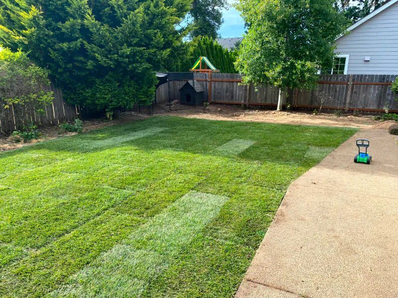 Green Lawn in Backyard