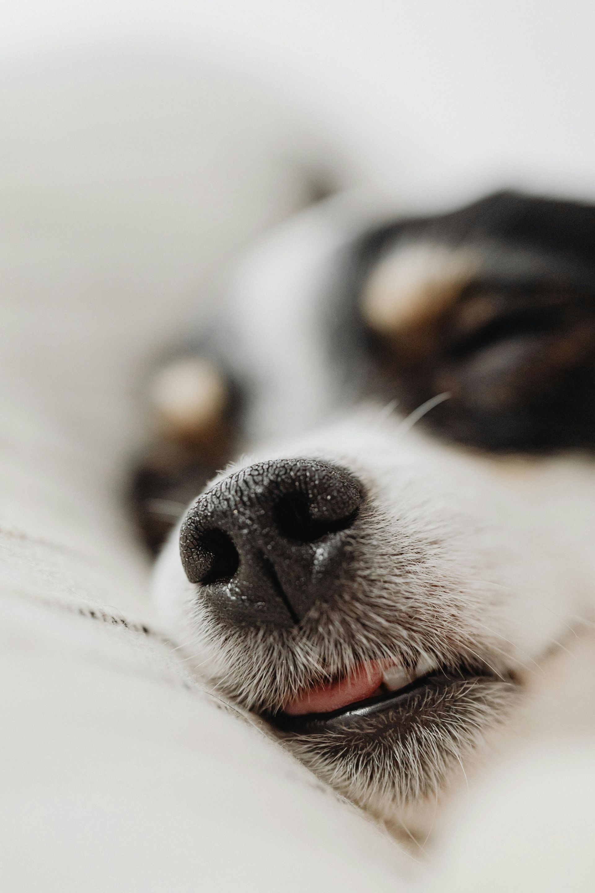 Sleeping dog