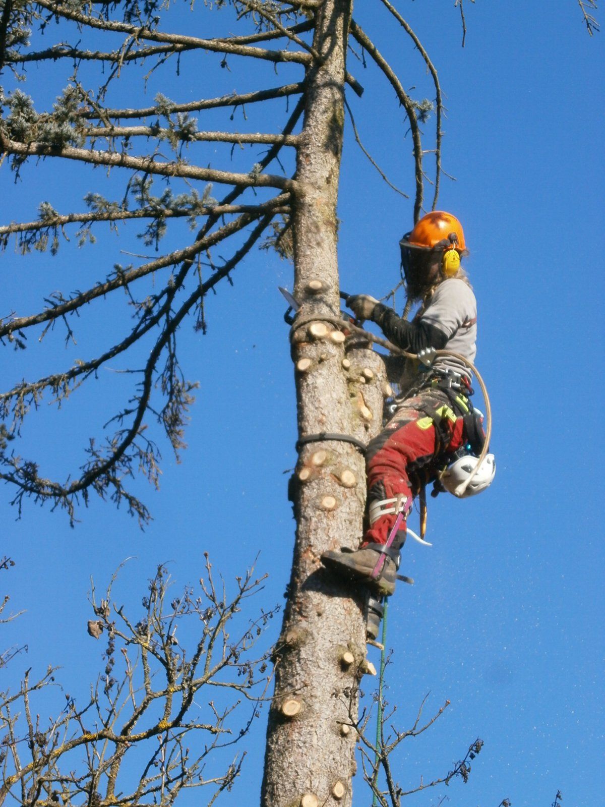 Baumpfleger sägt Fällkerb in der Baumkrone