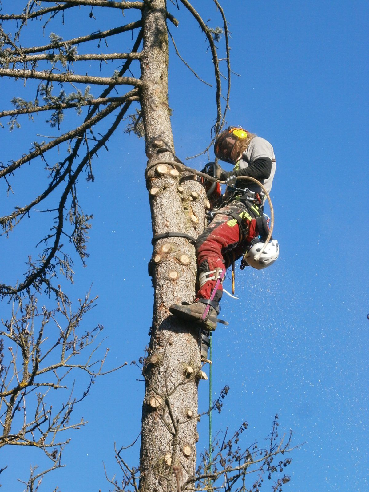 Baumfällung mit Seilklettertechnik