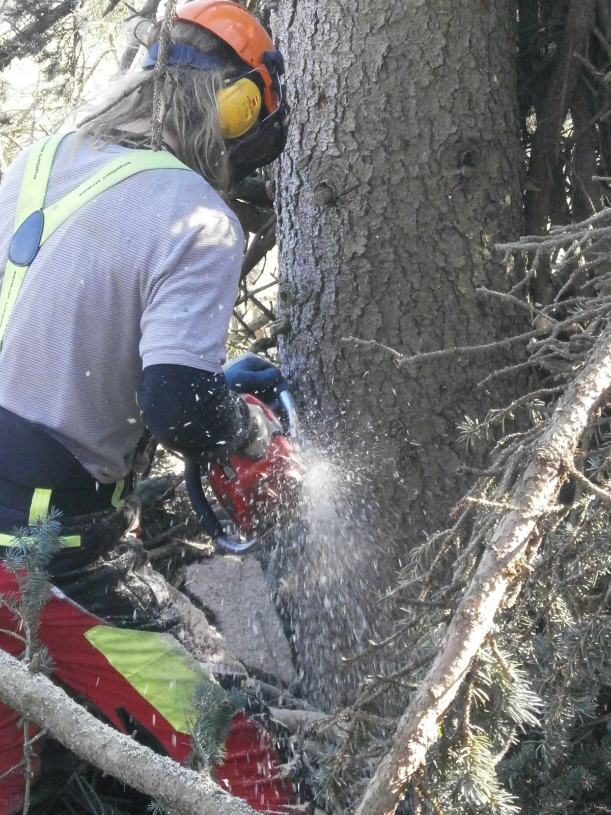 Baumpfleger sägt Fällkerb, Späne spritzen