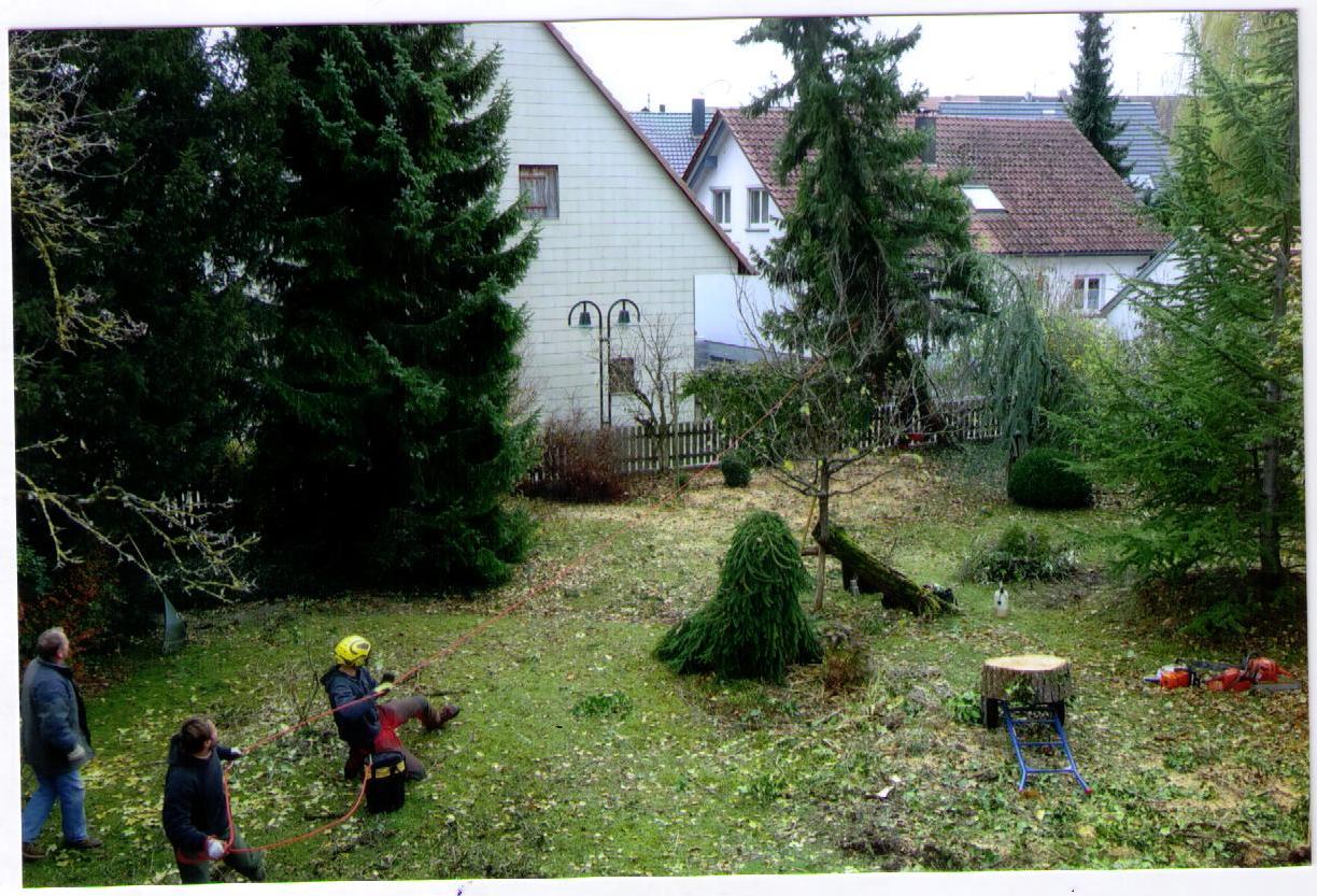 Baumfällung mit Hilfe eines Zugseils auf engstem Raum in einem Hausgarten