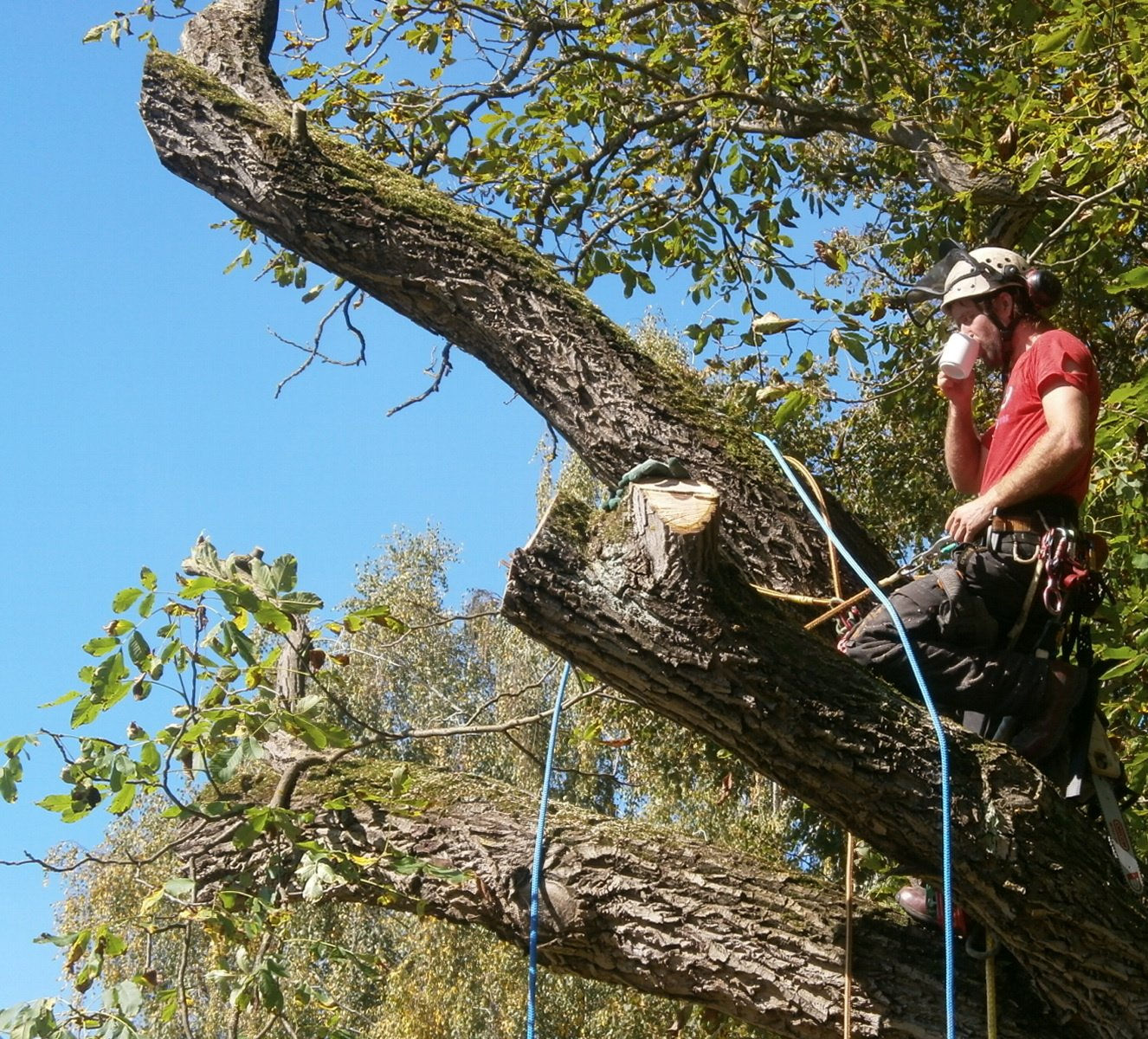 Baumpfleger sitzt auf einem halb gefällten Baum und trinkt Tee