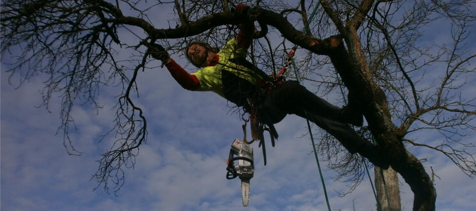 Baumpfleger klettert in einem Zwetschgenbaum