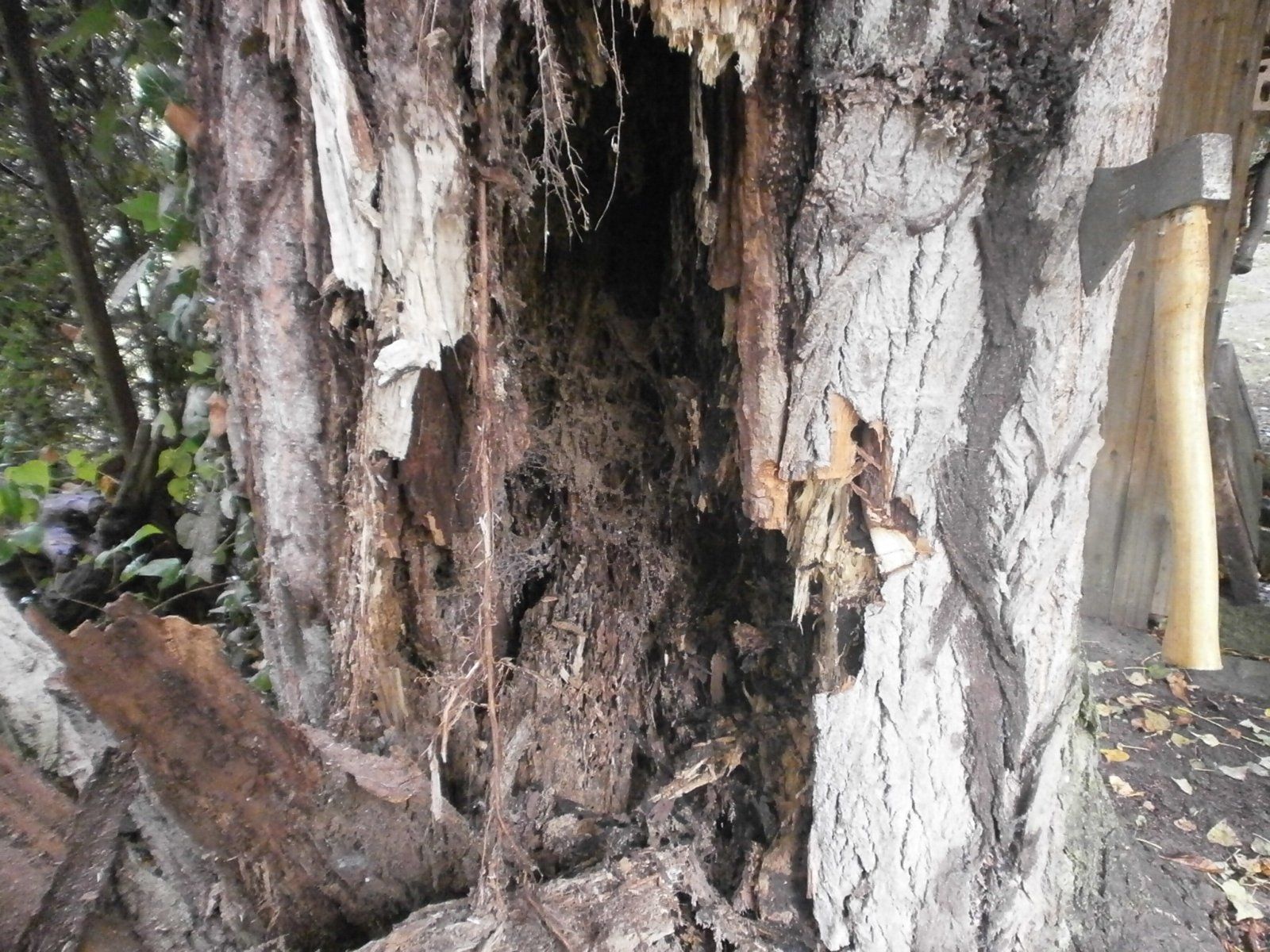 Baumpfleger sitzt auf einem halb gefällten Baum und trinkt Tee
