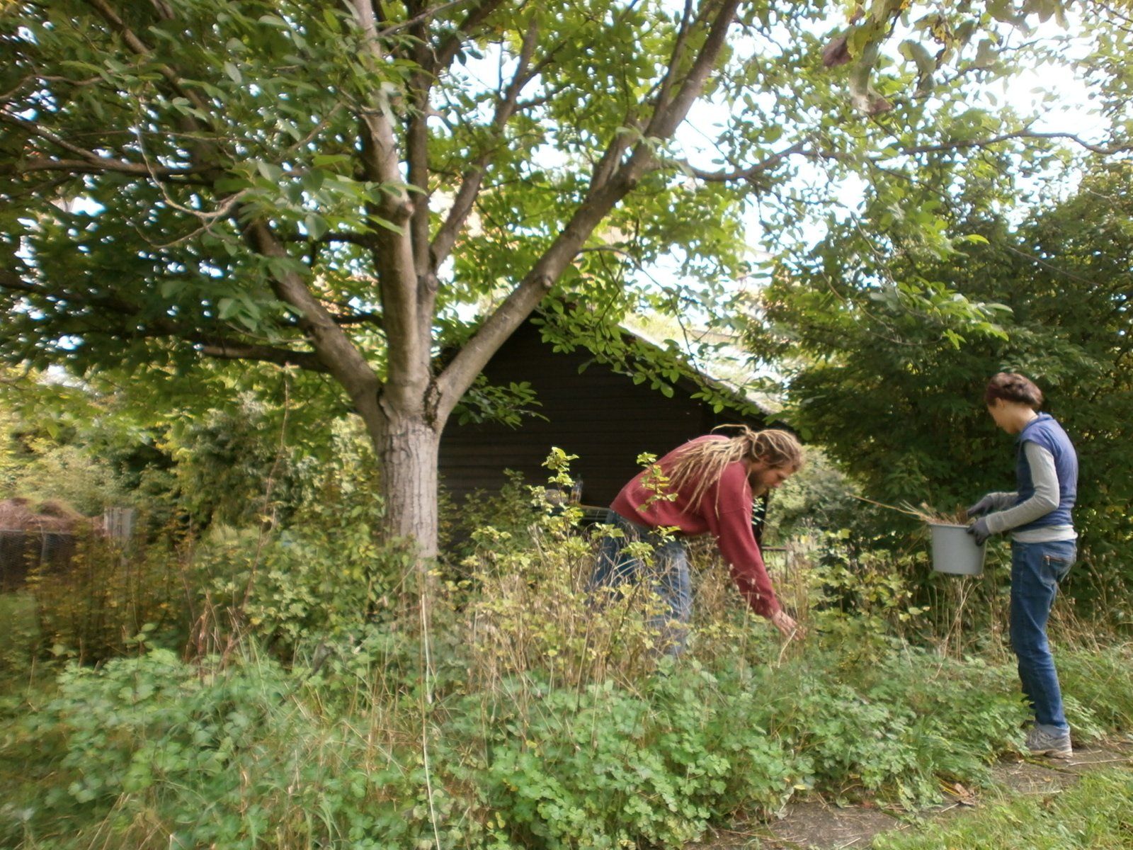 Zwei Gartenhelfer*innen bei der Beetpflege unter einem Walnussbaum