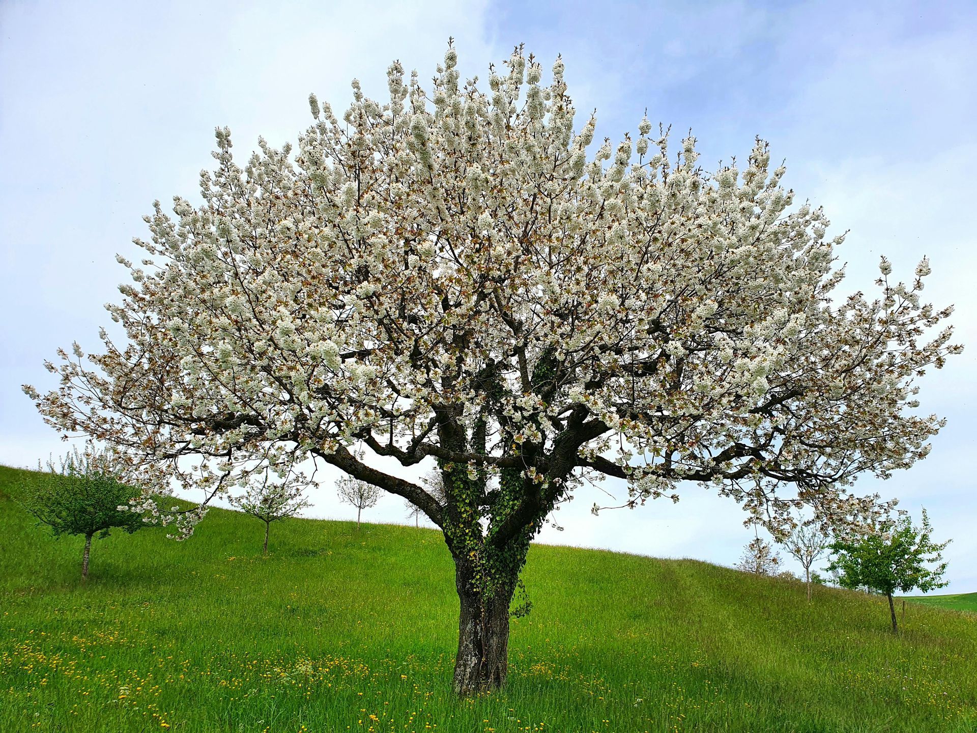 Blühender Obstbaum