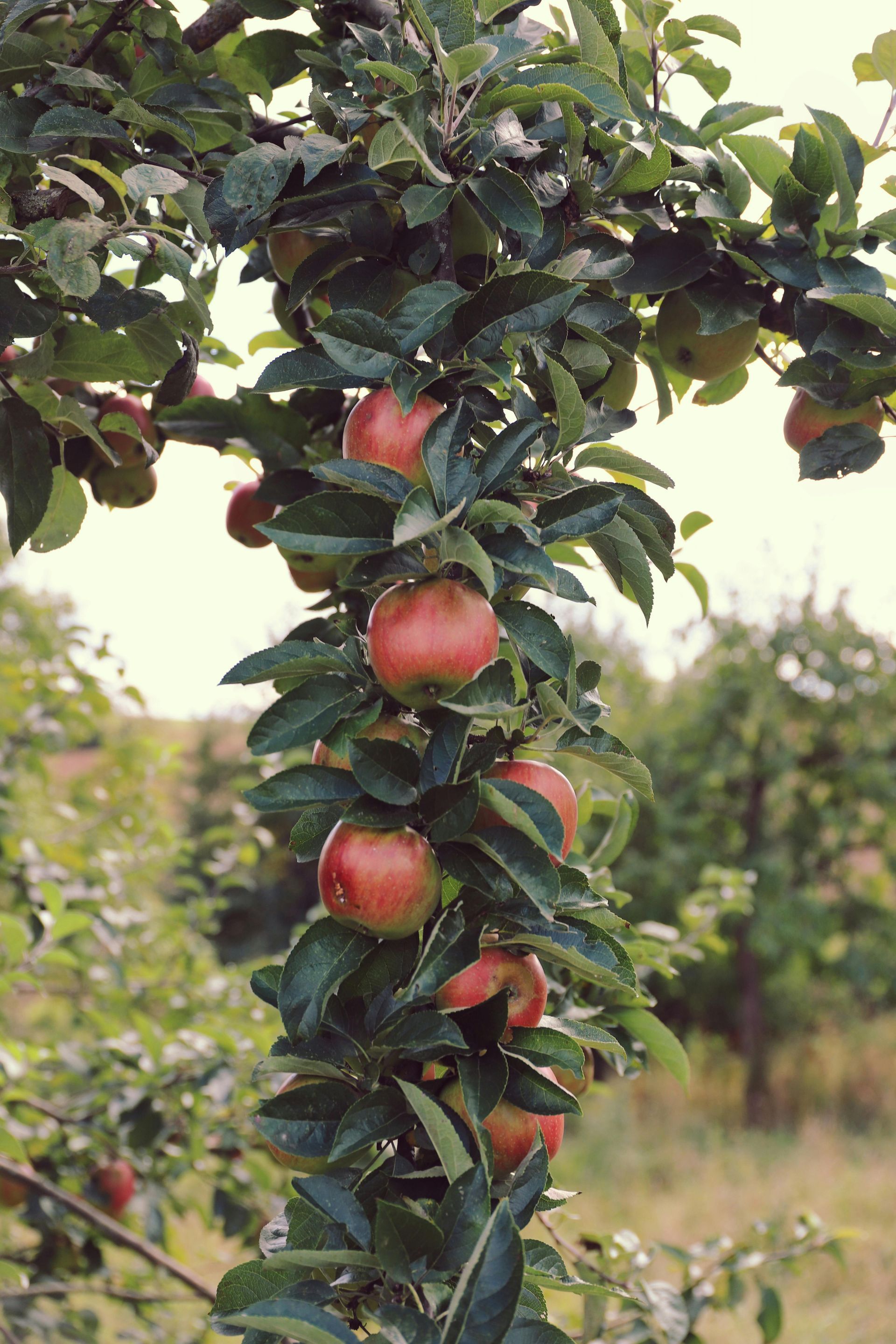 Äpfel am Baum