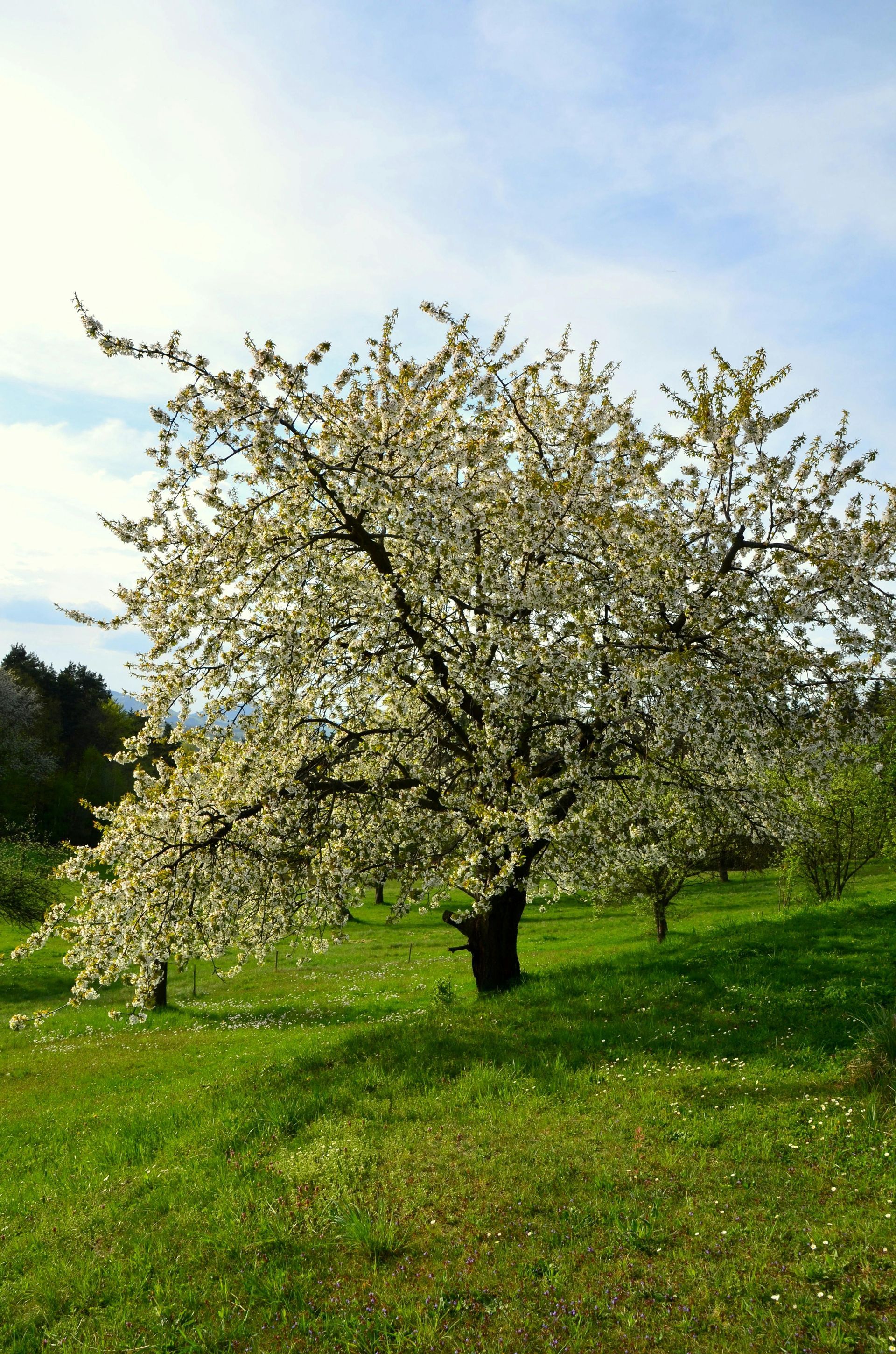 Blühender Baum im Frühjahr
