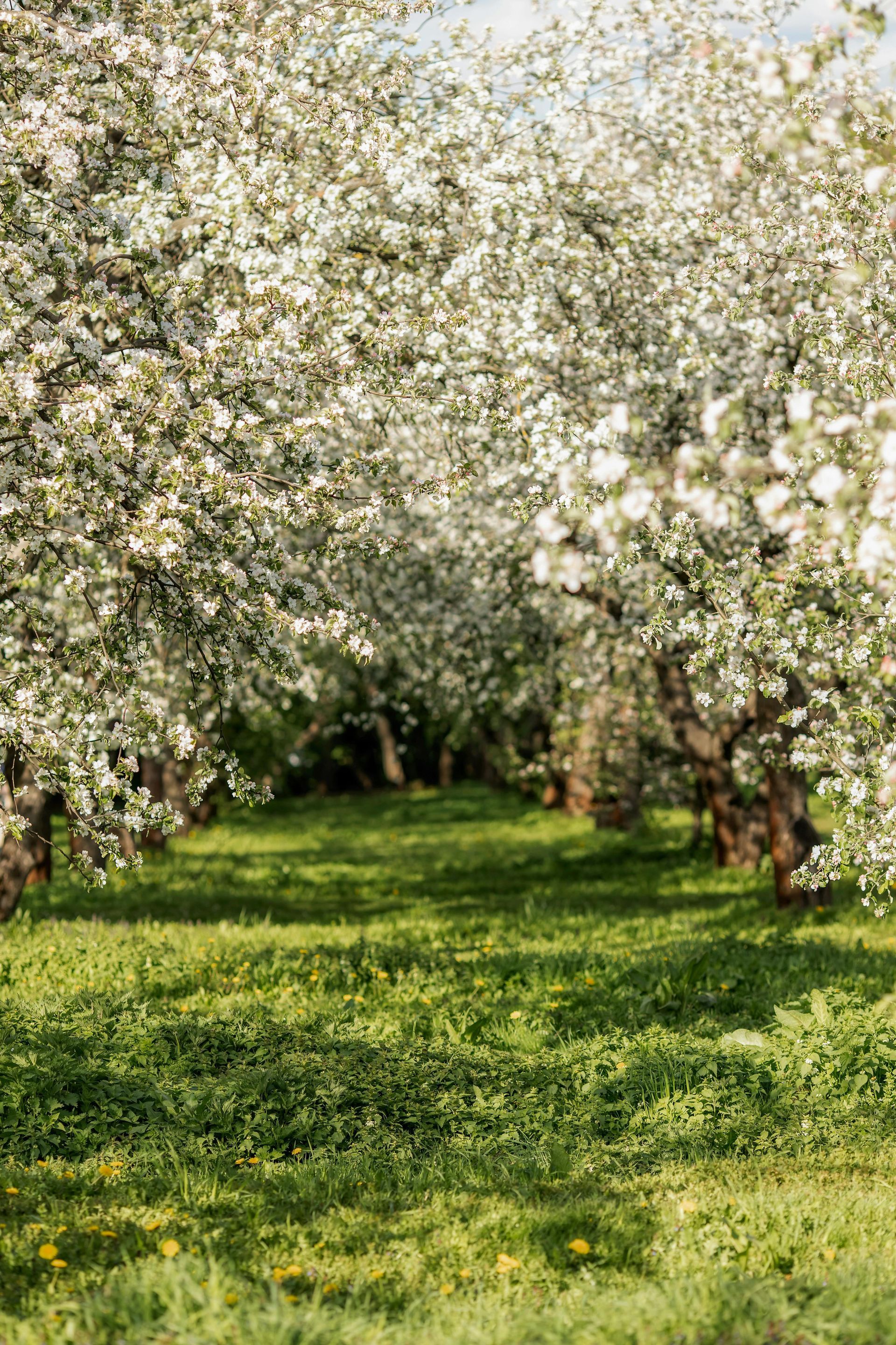 Baumwiese in der Blüte