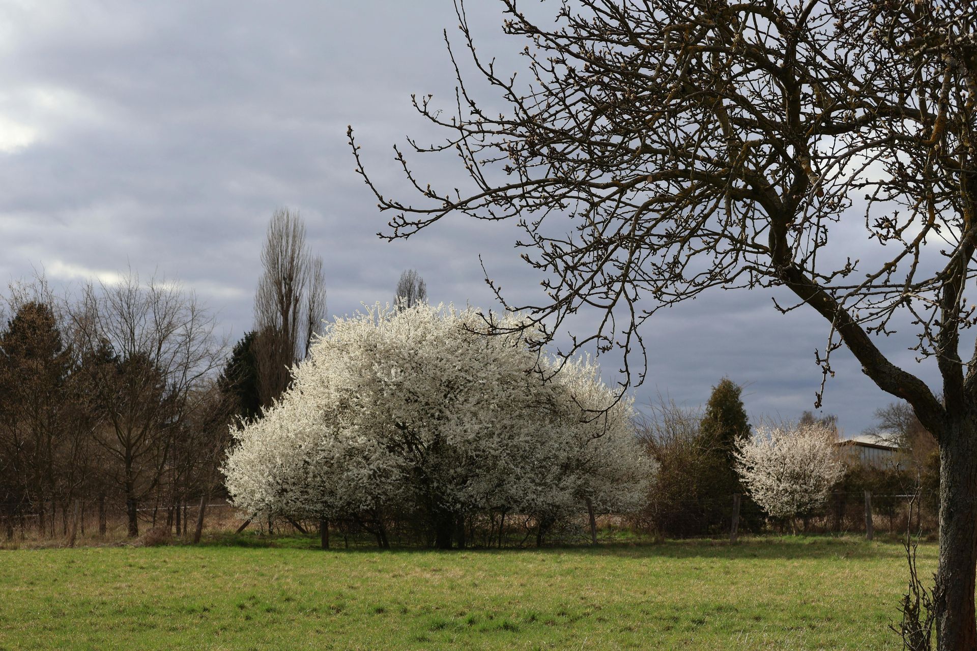 Landschaft mit blühendem Baum