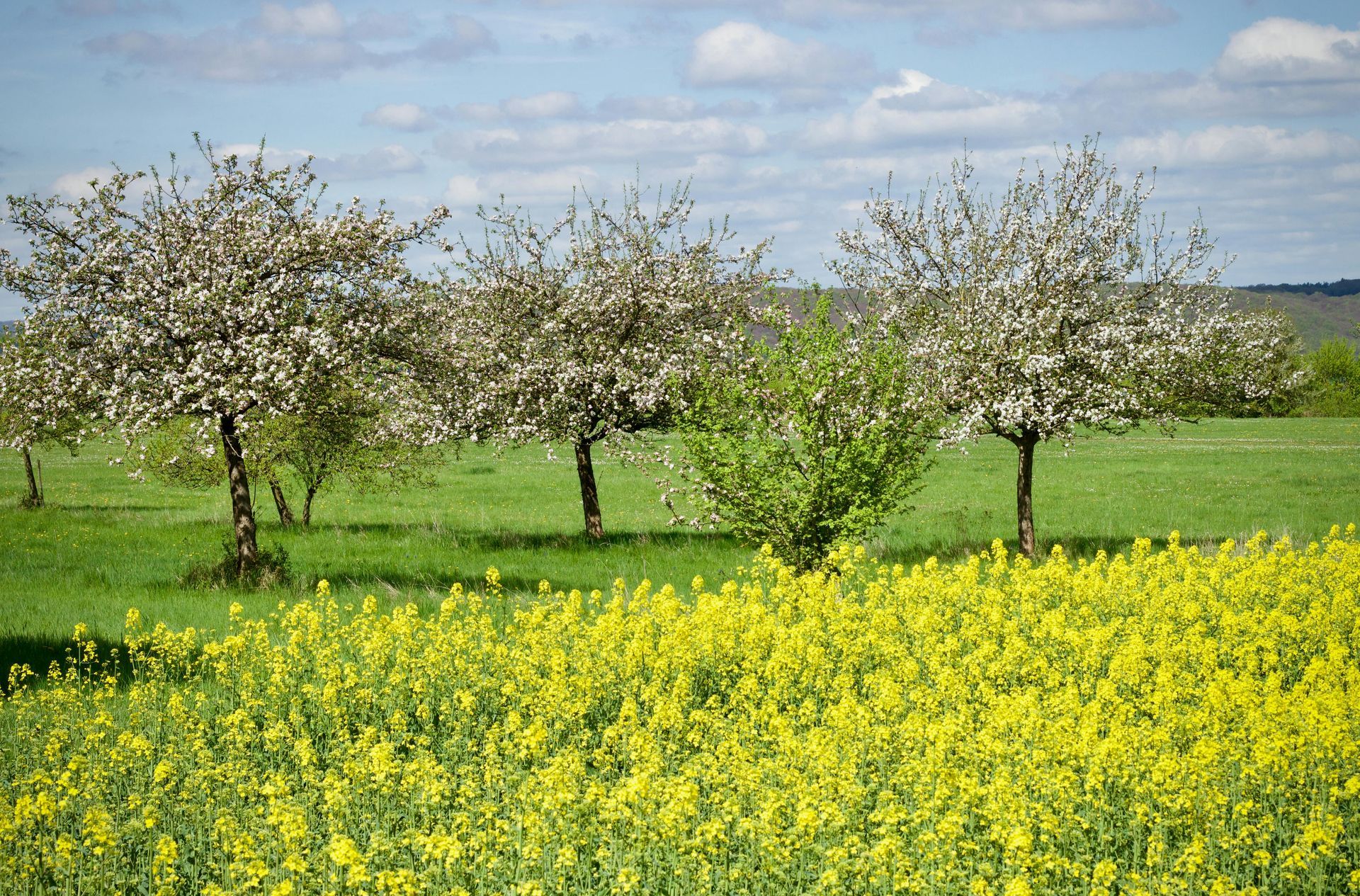 Streuobstwiese im Frühling Streuobstwiese im Frühling