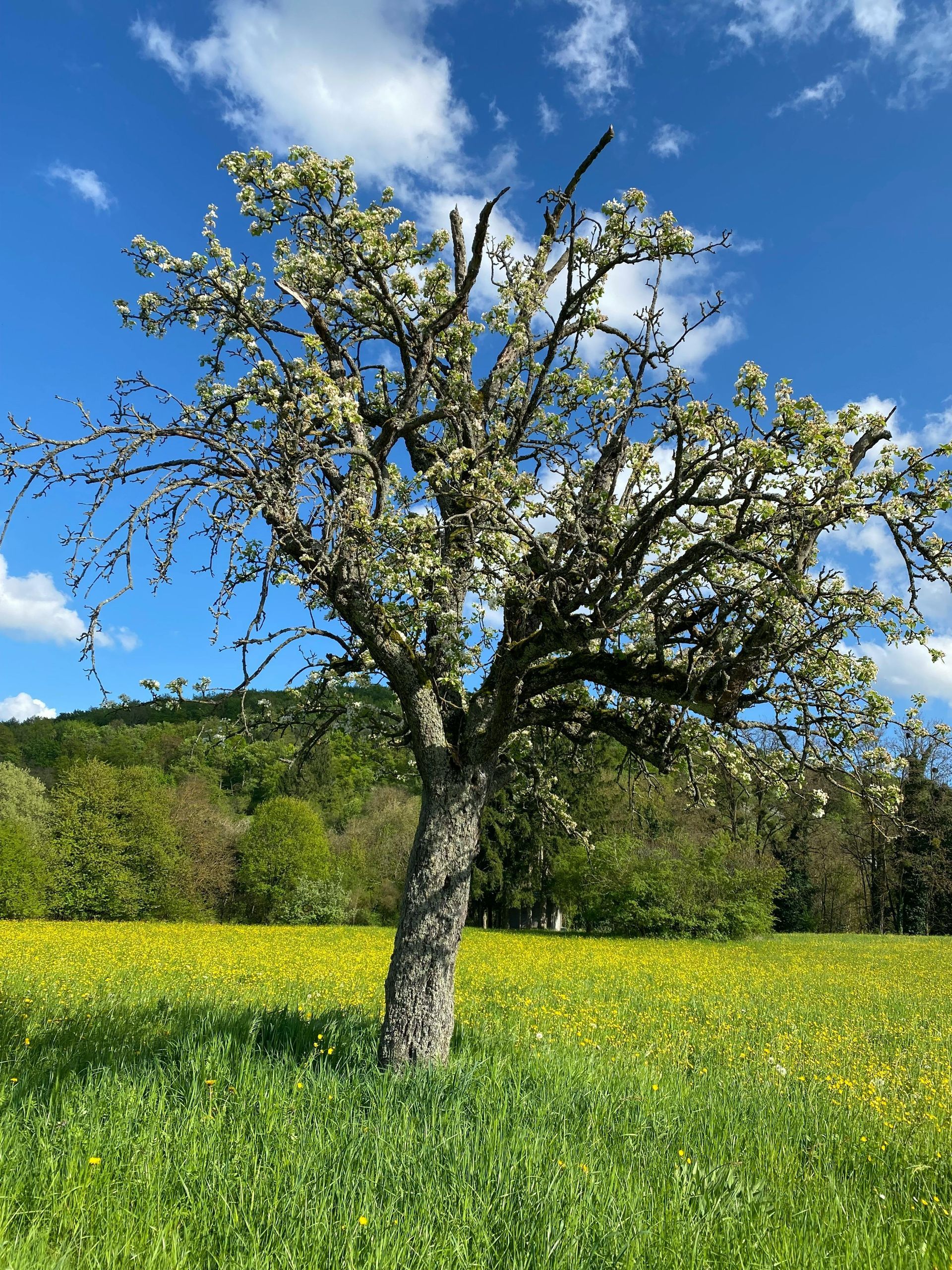 Ein alter Obstbaum