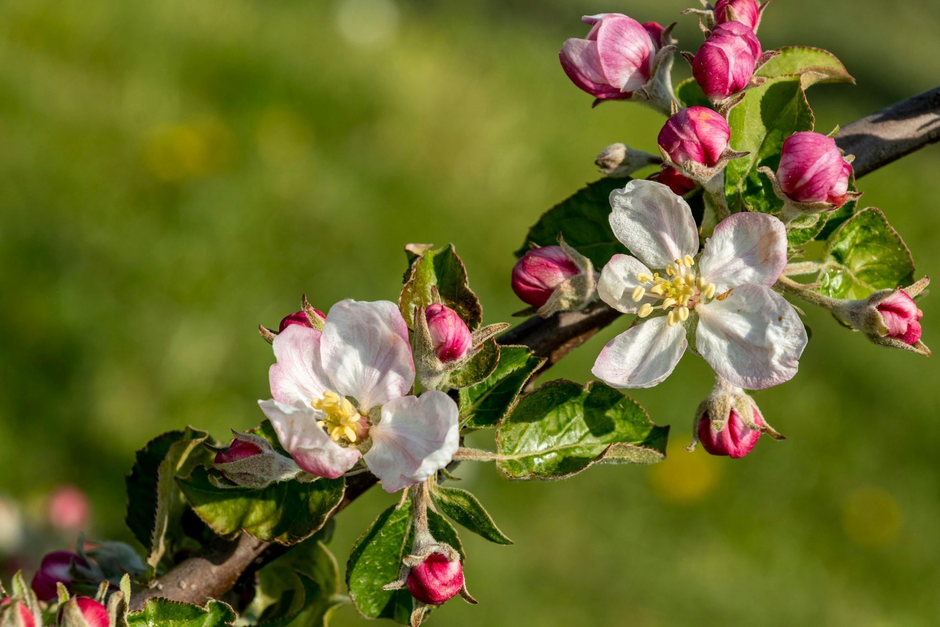 Blüten am Zweig