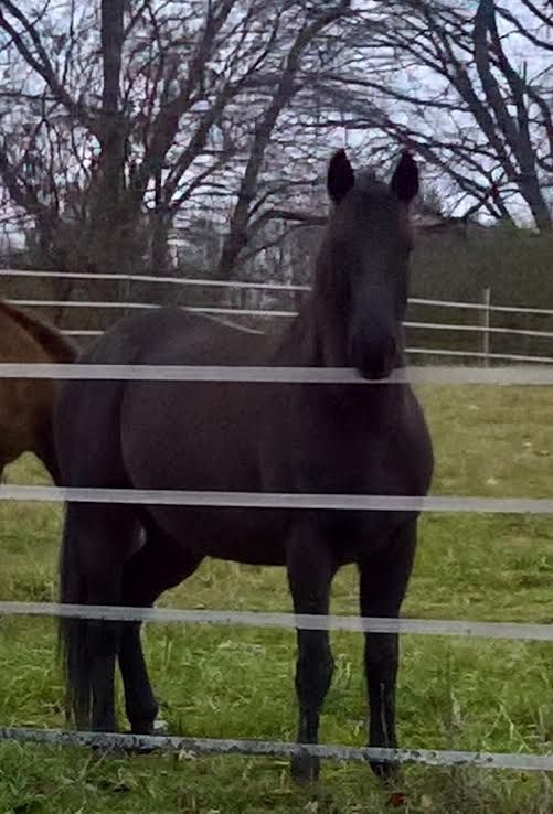 Black horse standing behind white fence in a grassy field with leafless trees in the background