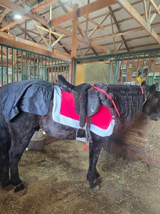 Saddled black horse in a barn, wearing a red and white saddle pad and blanket.
