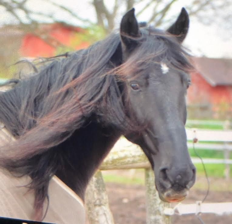 Black horse with a flowing mane standing outdoors near a fence.