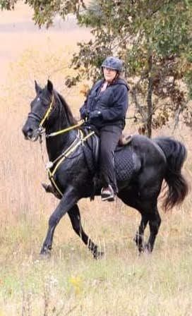 Rider on a black horse in a grassy field, wearing a helmet and dark riding gear.