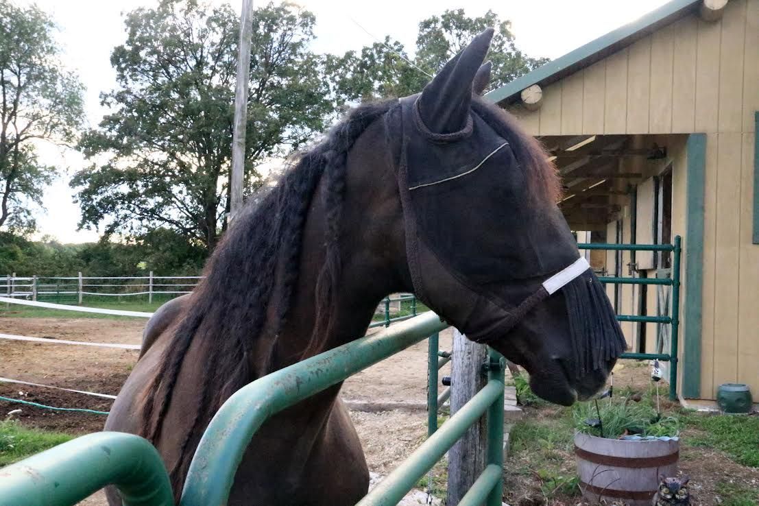 Black horse leaning over a green gate beside a barn in an outdoor paddock.