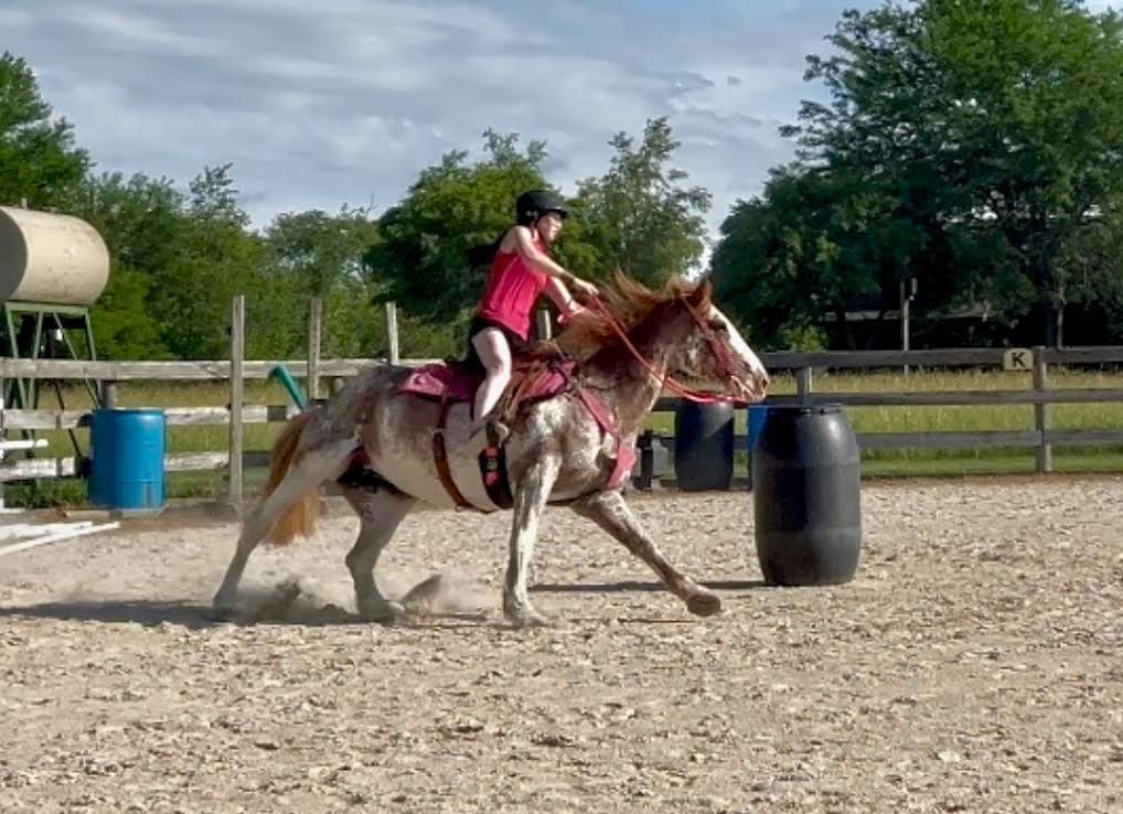 Rider in pink shirt on a spotted horse trotting in an outdoor arena near barrels