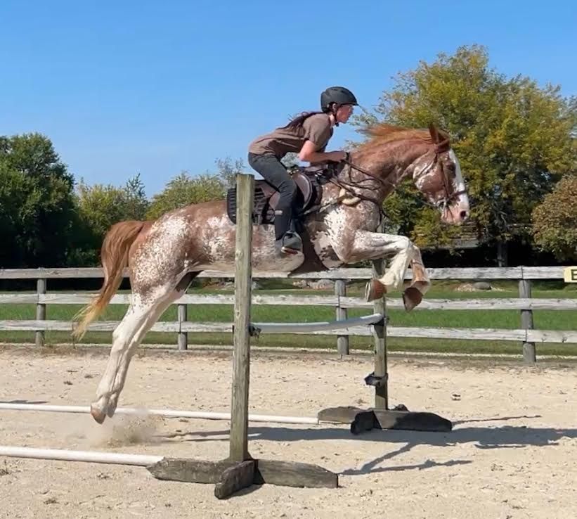 Rider and spotted horse clearing a jump in an outdoor arena on a sunny day